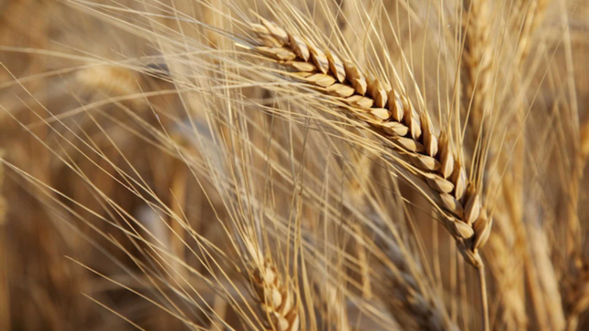Questi Famosi Grani Antichi, Cosa Sono?